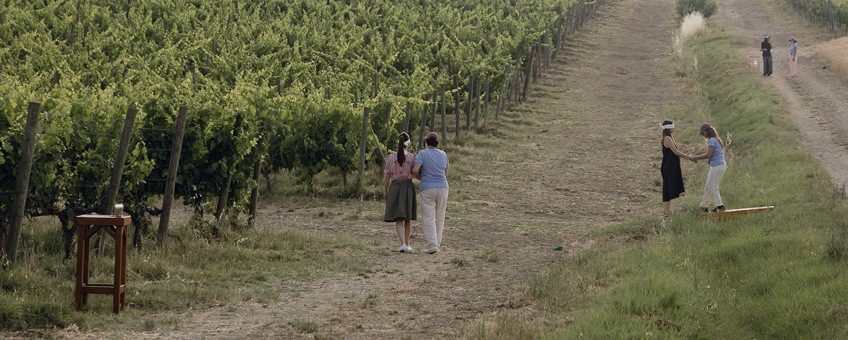 Paesaggio rurale con filari di vigneti ai lati di una strada sterrata; alcune persone, a coppie o piccoli gruppi, camminano o si tengono per mano lungo il percorso, partecipando a un’attività all’aperto tra i filari.